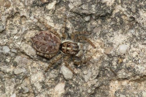 Menemerus semilimbatus